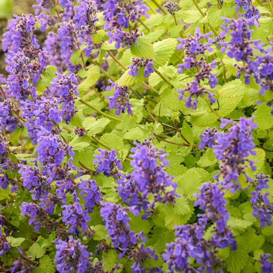 Nepeta Chartreuse on the Loose