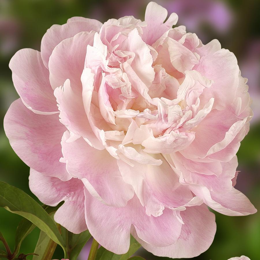 Paeonia Catharina Fontijn