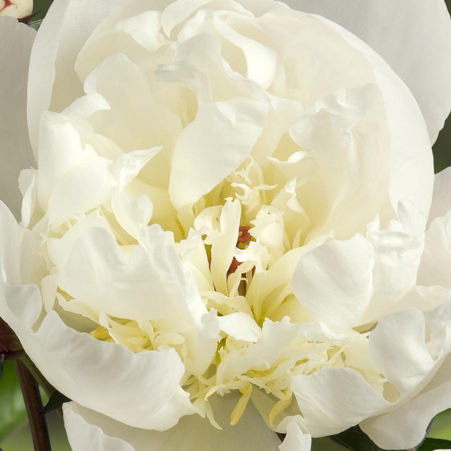 Paeonia Immaculée