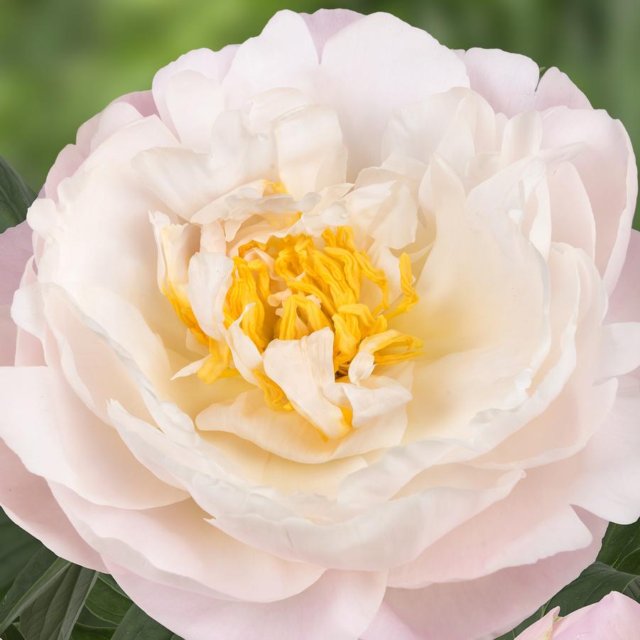 Paeonia Miss America