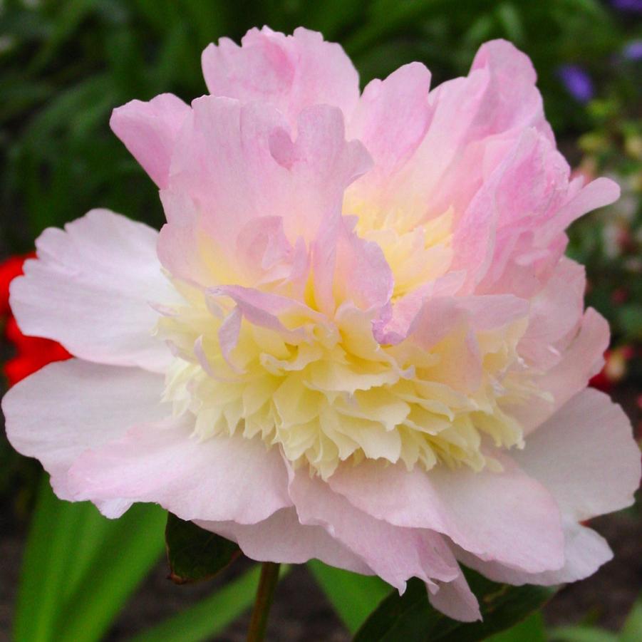 Paeonia Raspberry Sundae