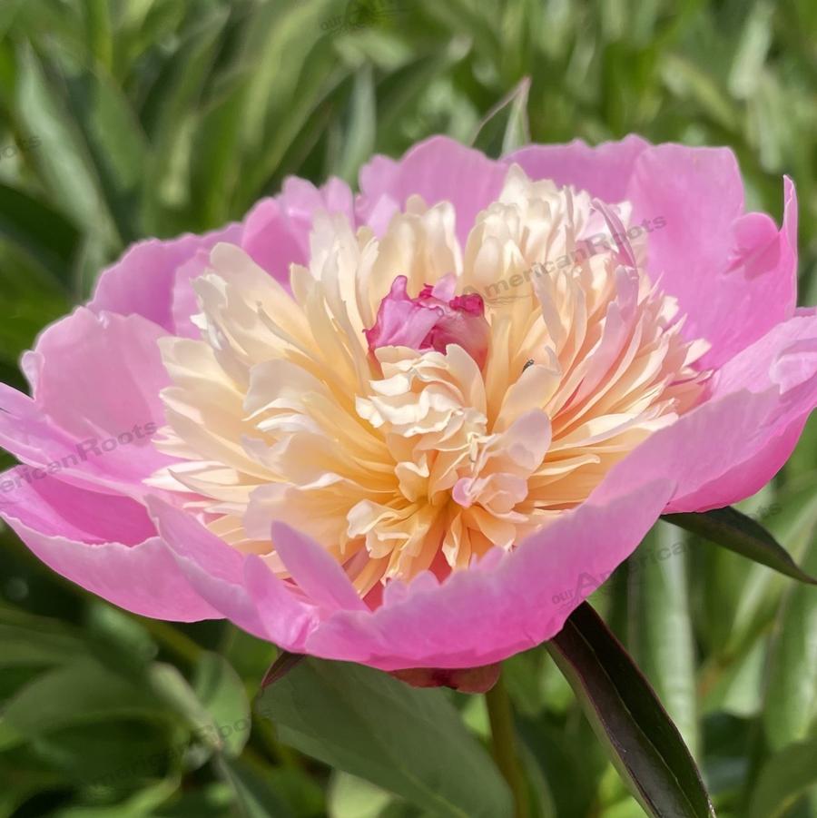 Paeonia Sorbet