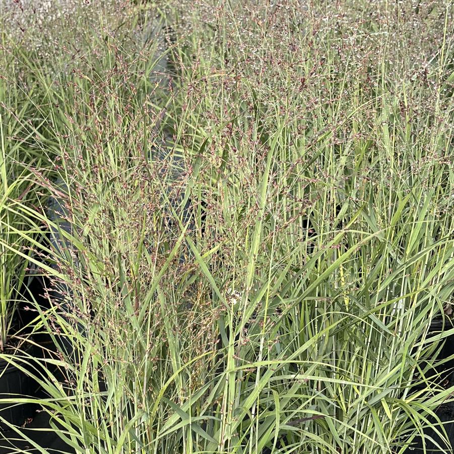 Panicum virgatum Purple Tears