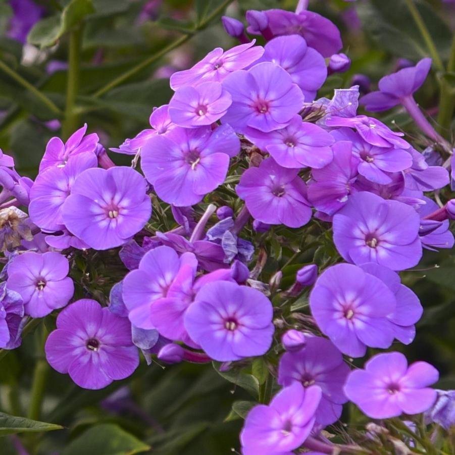 Phlox paniculata Cover Girl