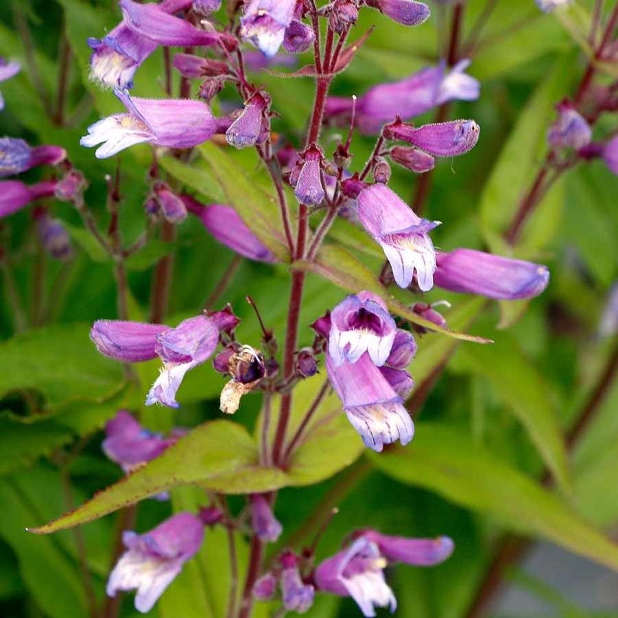 Penstemon Nova® Twilight