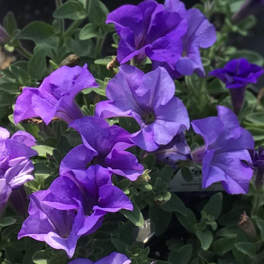 Petunia Surfinia® Heavenly Blue