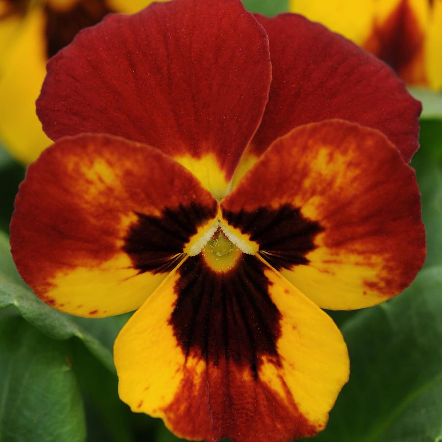 Viola Sorbet® XP Fire