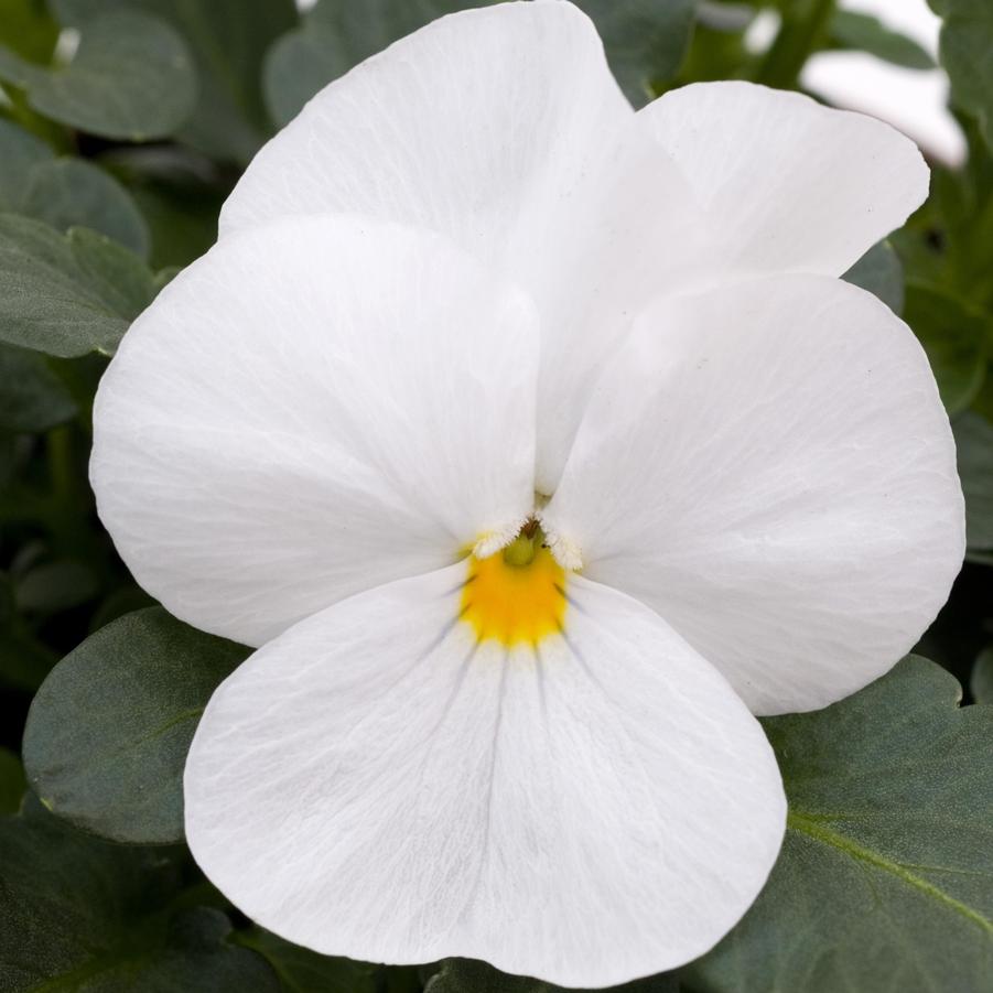 Viola Sorbet® XP White