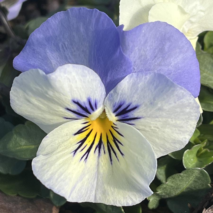 Viola Sorbet® XP YTT