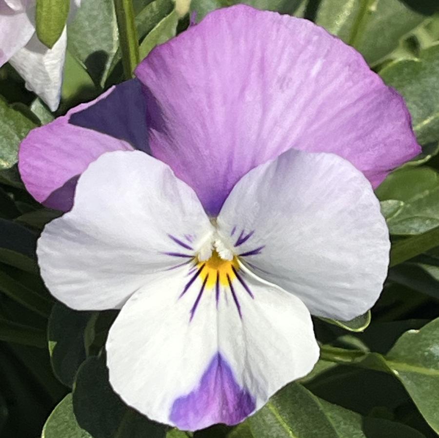 Viola Sorbet® XP Pink Wing