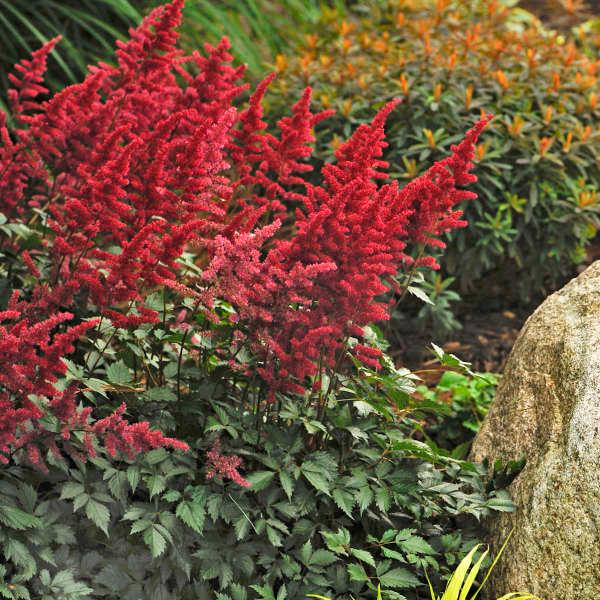 Astilbe x arendsii 'Fanal'