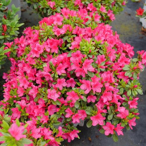 Azalea Perfecto Mundo Fuchsia Carpet®