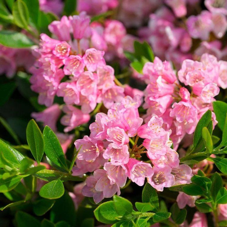 Azalea x 