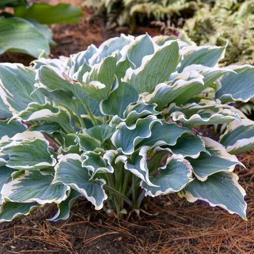 Hosta 'Hope Springs Eternal'