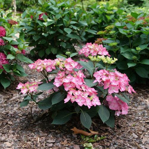 Hydrangea Let's Dance Hot Stepper™