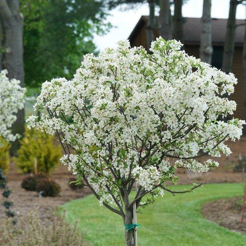 Malus Lollipop®