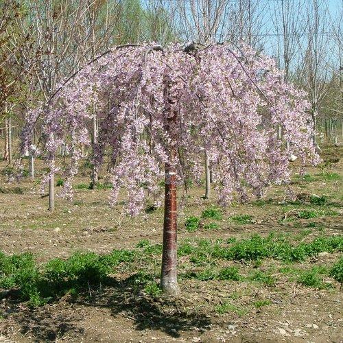 Prunus Pink Snow Showers™