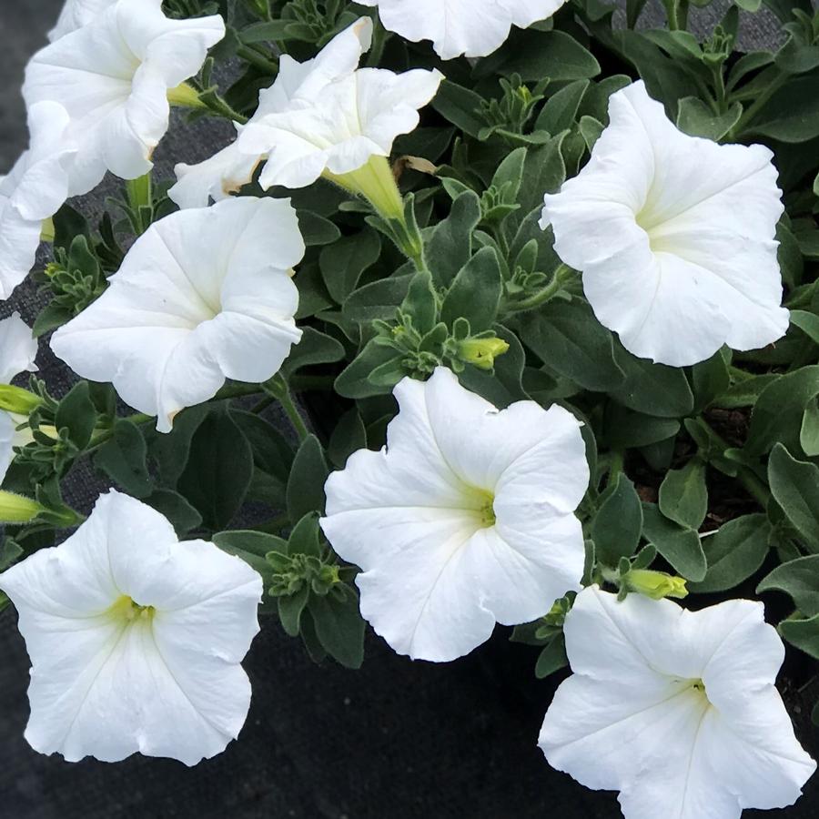 Petunia Easy Wave® White Petunia from Saunders Brothers Inc