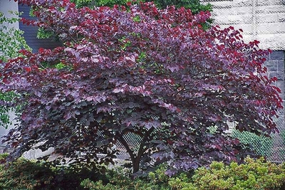 pansy forest redbud cercis canadensis eastern tree plant purple leaves burgundy flowers height plants landscape zone saunders tulsa flower vegetation