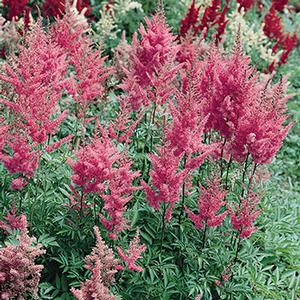 Astilbe x arendsii 'Rheinland'