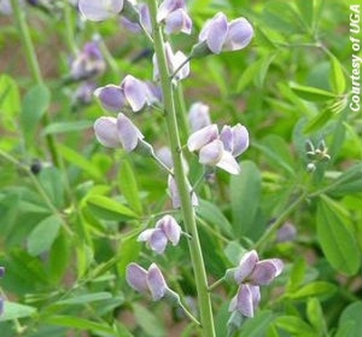 Baptisia australis 'Purple Smoke'