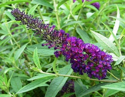 Buddleia davidii 'Black Knight'
