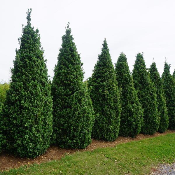 Buxus sempervirens 'Dee Runk' Dee Runk Boxwood from Saunders Brothers Inc
