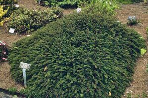 Cotoneaster adpressus 'Little Gem'
