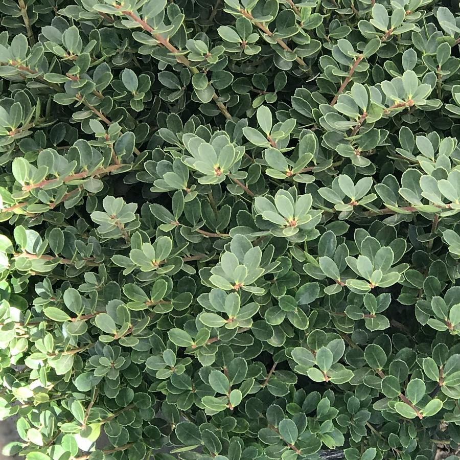 Japanese Holly Ilex crenata 'Helleri' from Saunders Brothers Inc