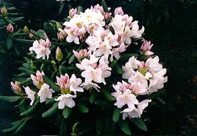 Rhododendron catawbiense 'Album'