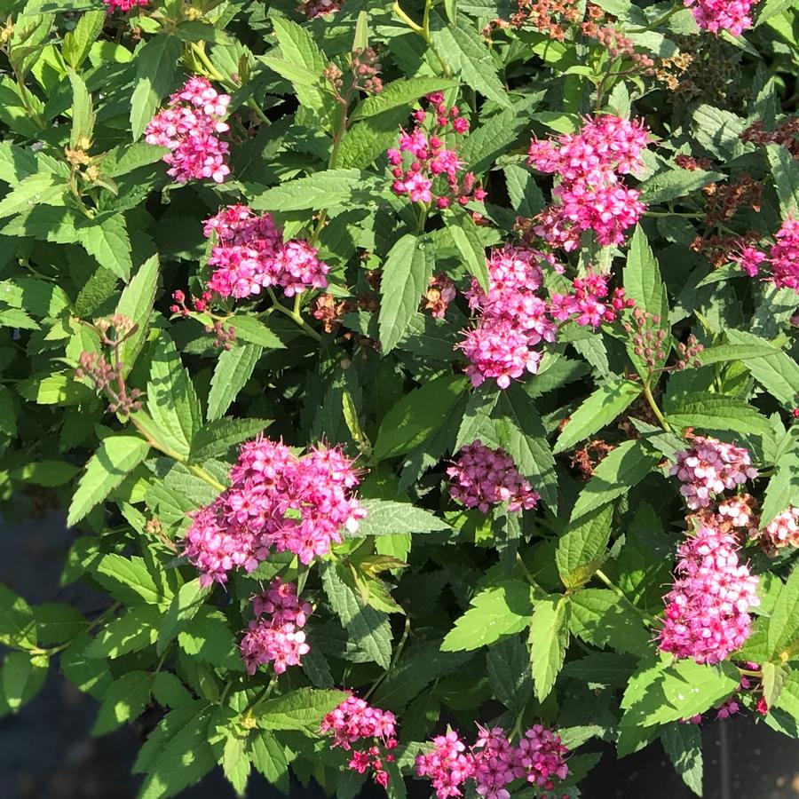 Spiraea japonica 'Neon Flash'