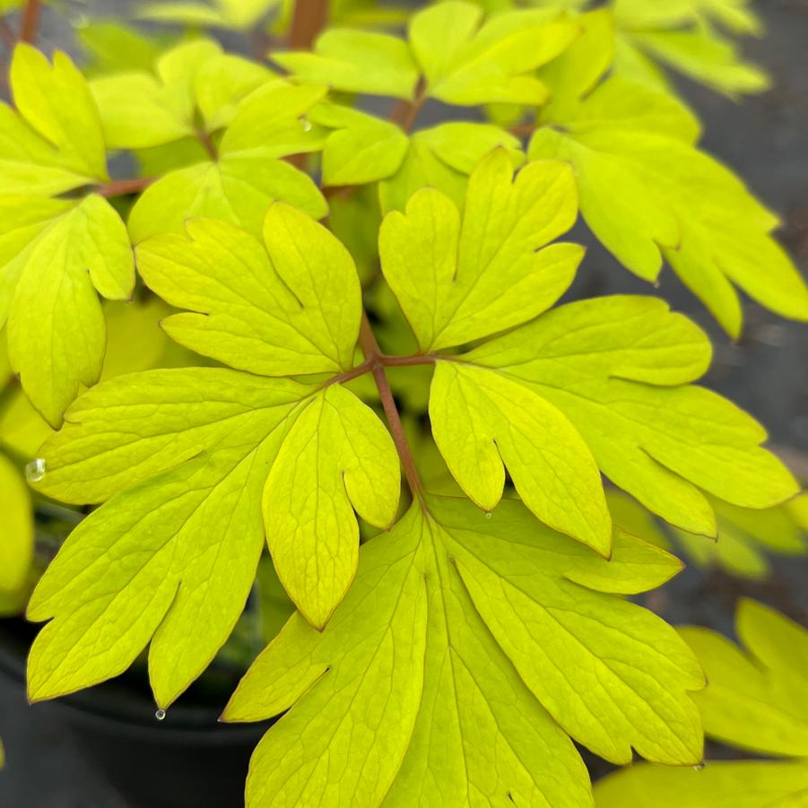 Dicentra spectabilis 'Gold Heart'