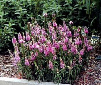 Veronica spicata 'Giles van Hees'