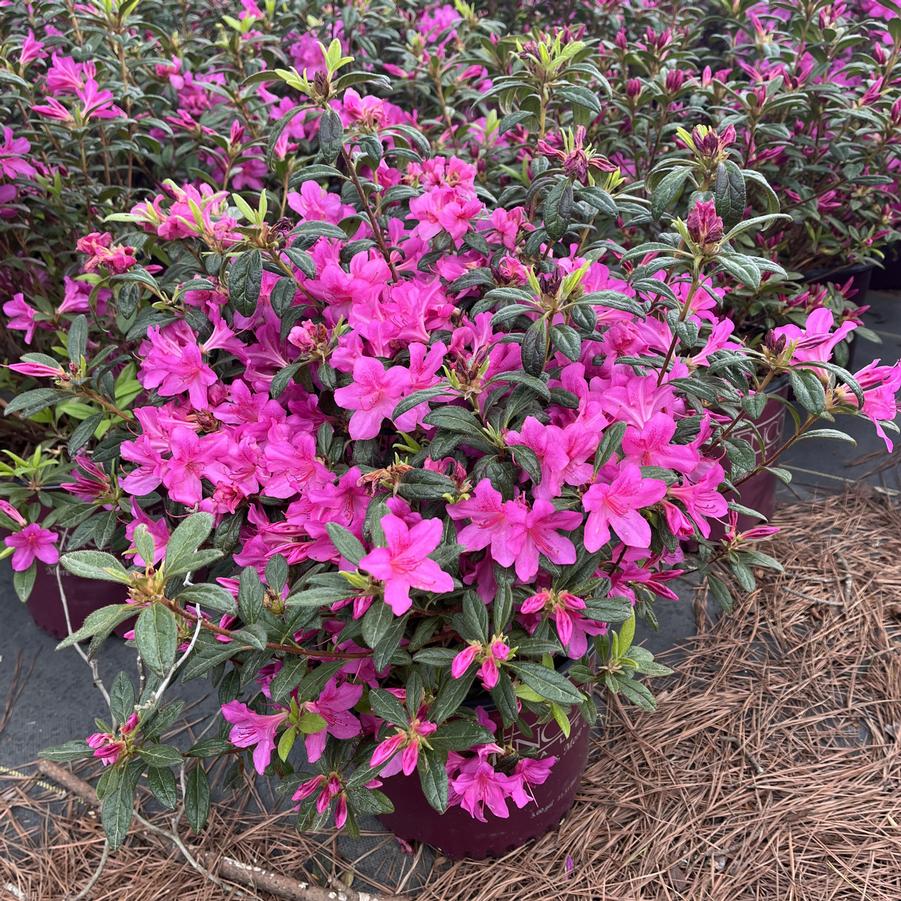 Azalea x Encore® Autumn Amethyst®