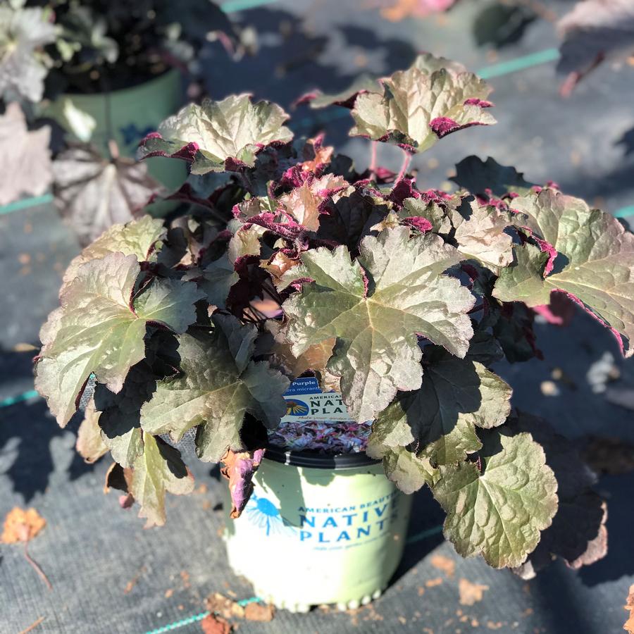 Heuchera 'Palace Purple'