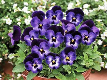 Viola Penny™ Denim Jump-up