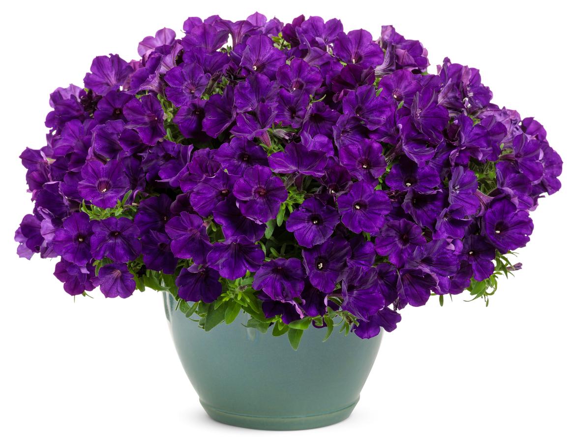 Petunia Supertunia® Royal Velvet