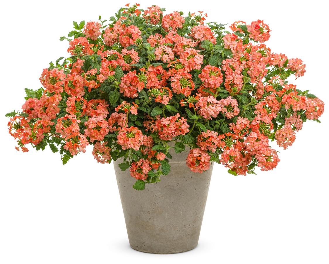 Verbena Superbena® Royale Peachy Keen