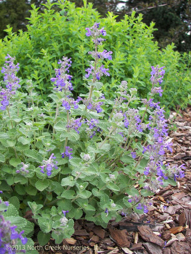 Nepeta 'Early Bird'