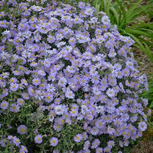 Aster KICKIN™ 'Lavender'