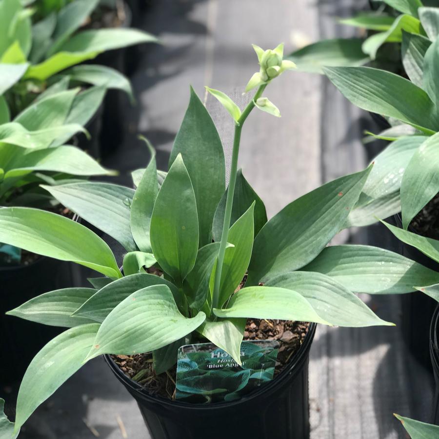 Hosta 'Blue Angel'