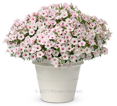 Petunia Supertunia® Vista Silverberry