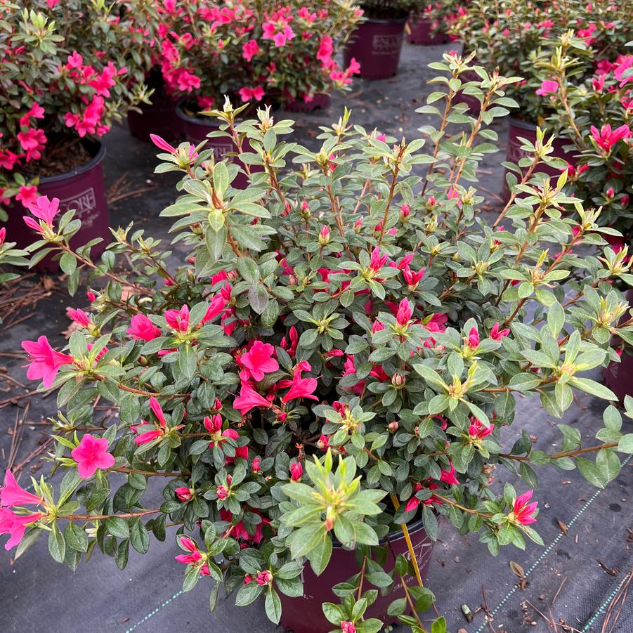 Azalea x Encore® Autumn Ruby®