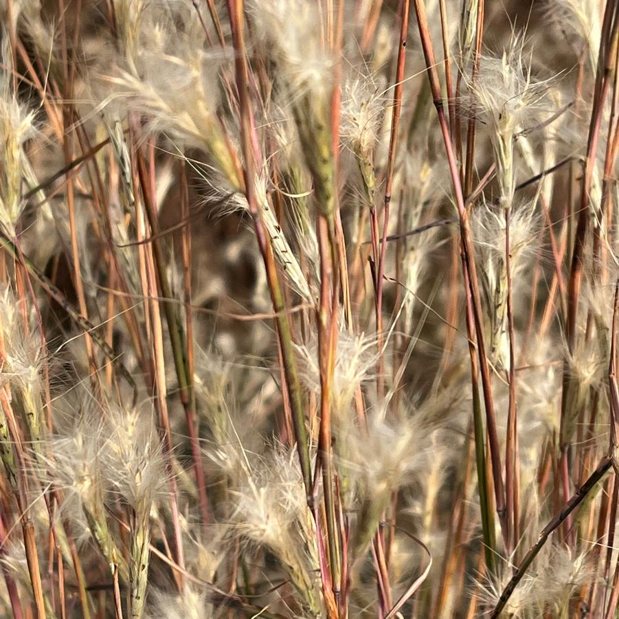 Andropogon ternarius 