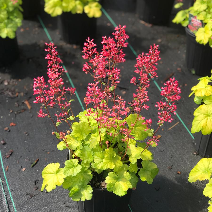 Heuchera Little Cutie™ 'Sweet Tart'