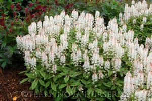 Tiarella 'Spring Symphony'