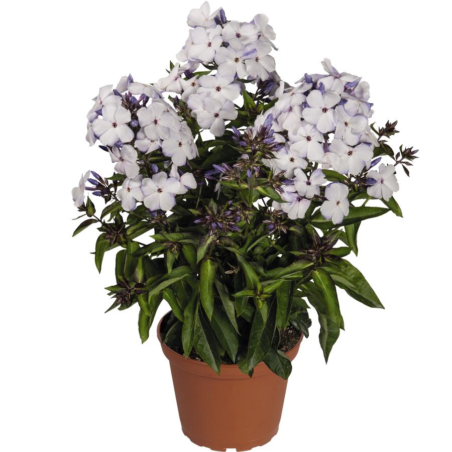 Phlox paniculata Flame&reg; Blue