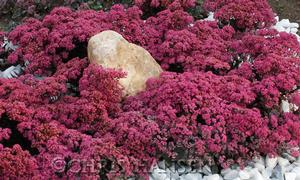 Sedum SunSparkler® 'Dazzleberry'