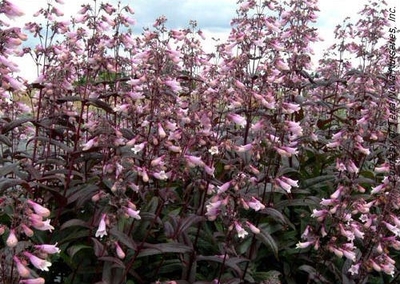 Penstemon 'Dark Towers'