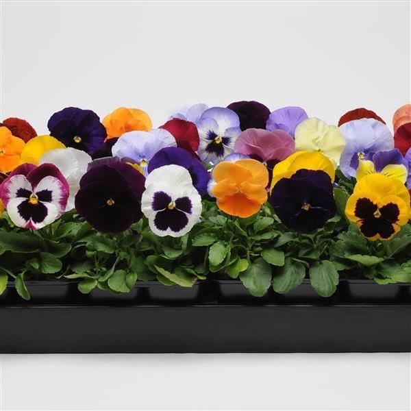 Pansy Matrix&reg; Mix